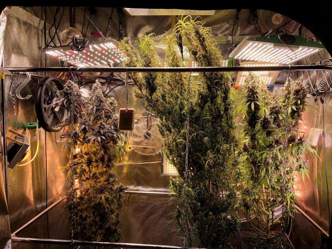 3M ⭕ Panama Red II. Week 19