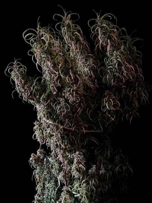 3M 🐵 Congo & x. Week 19