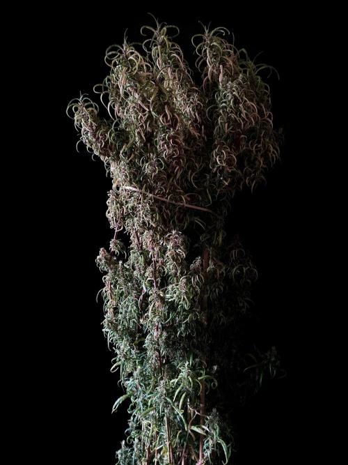 3M 🐵 Congo & x. Week 19