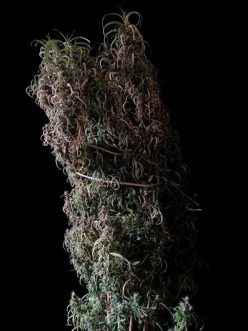 3M 🐵 Congo & x. Week 19