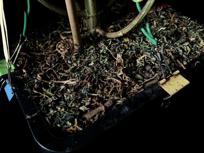 3M 🐵 Congo & x. Week 19