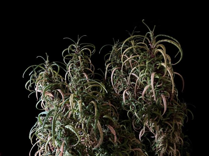 3M 🐵 Congo & x. Week 19