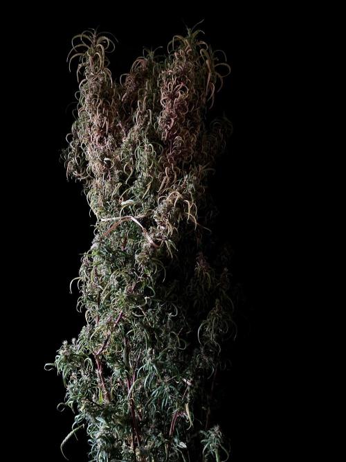 3M 🐵 Congo & x. Week 19