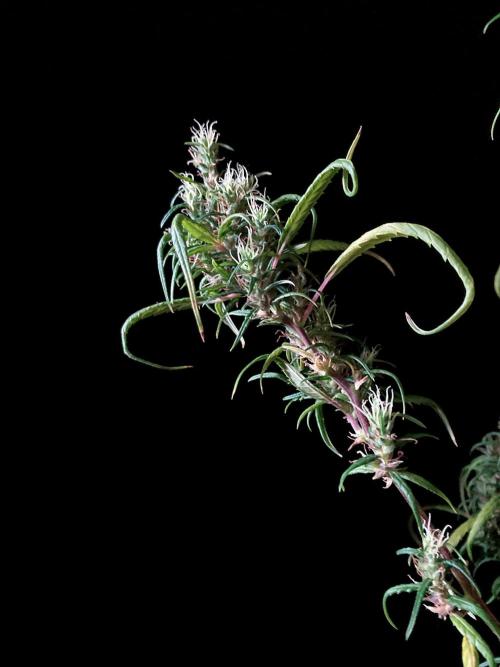 3M 🐵 Congo & x. Week 19