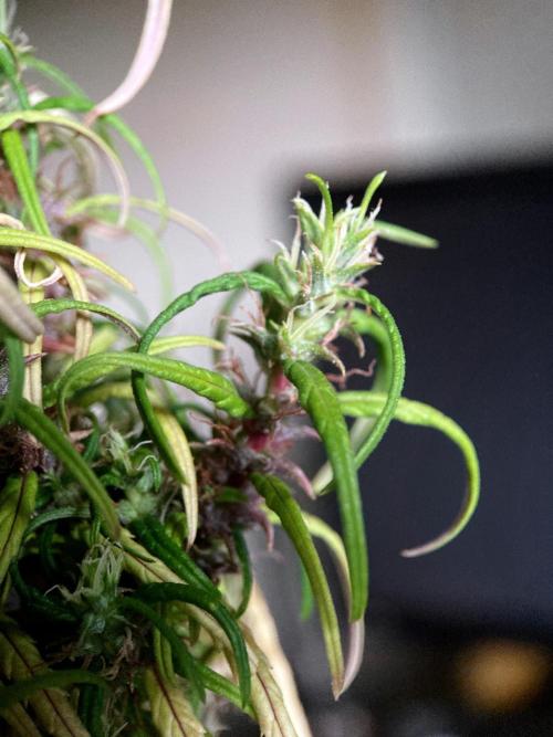 3M 🐵 Congo & x. Week 19