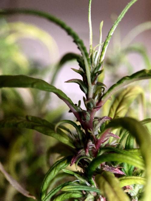 3M 🐵 Congo & x. Week 19