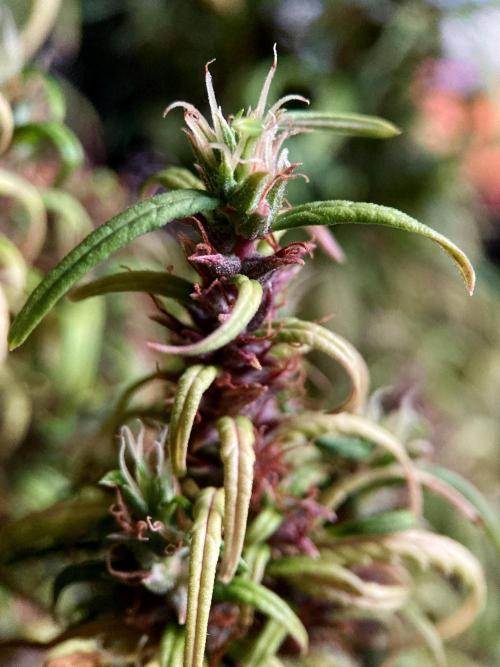 3M 🐵 Congo & x. Week 19