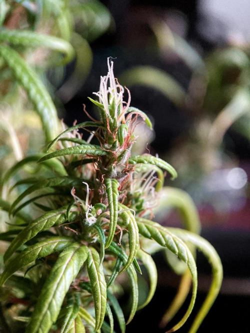 3M 🐵 Congo & x. Week 19