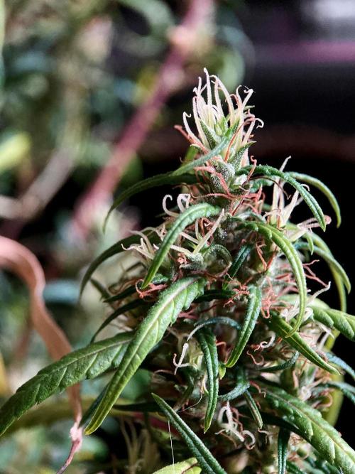 3M 🐵 Congo & x. Week 19