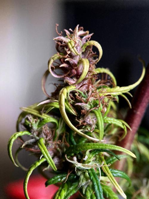 3M 🐵 Congo & x. Week 19