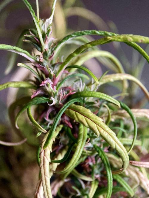 3M 🐵 Congo & x. Week 19