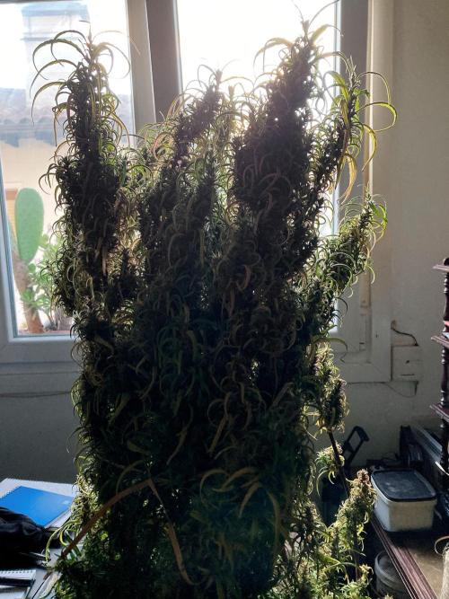 3M 🐵 Congo & x. Week 19