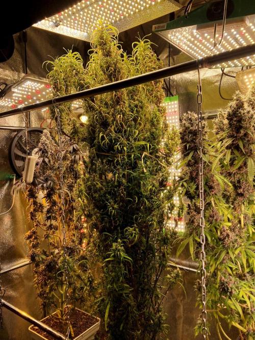 3M 🐵 Congo & x. Week 19