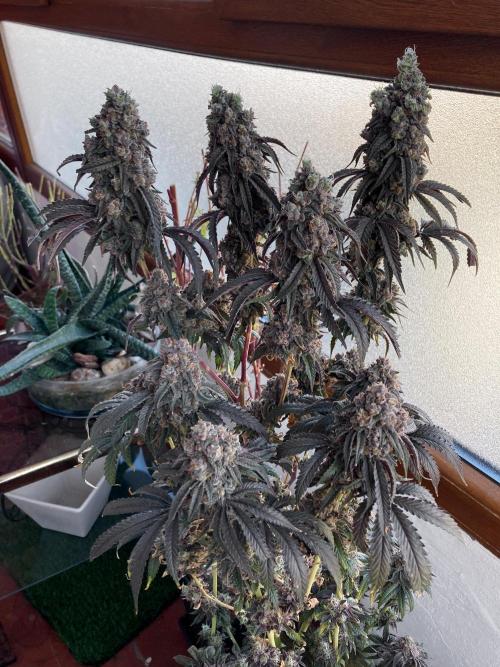 3M 🍋 Black Lemon. Week 20