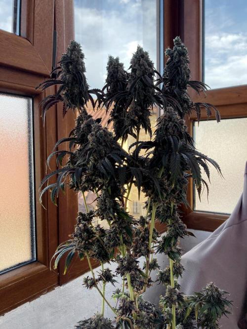 3M 🍋 Black Lemon. Week 20