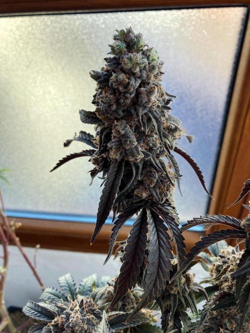 3M 🍋 Black Lemon. Week 20