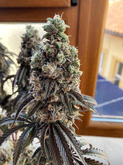 3M 🍋 Black Lemon. Week 20