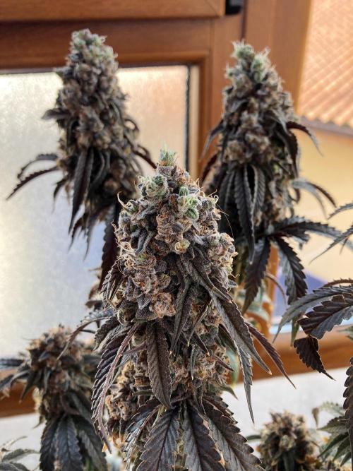 3M 🍋 Black Lemon. Week 20