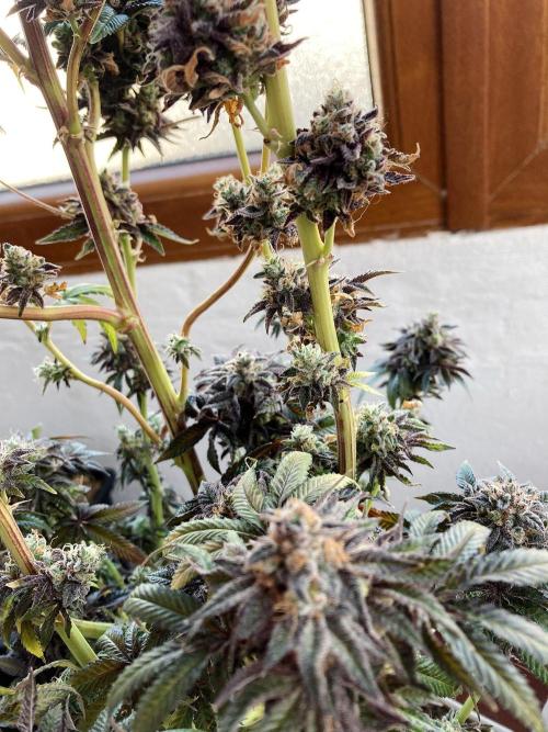 3M 🍋 Black Lemon. Week 20