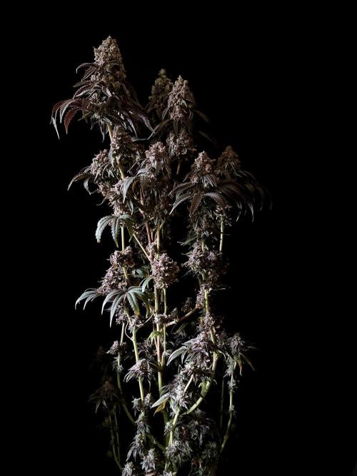 3M 🍋 Black Lemon. Week 20