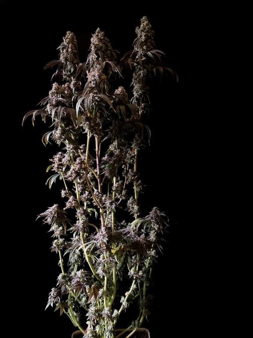 3M 🍋 Black Lemon. Week 20