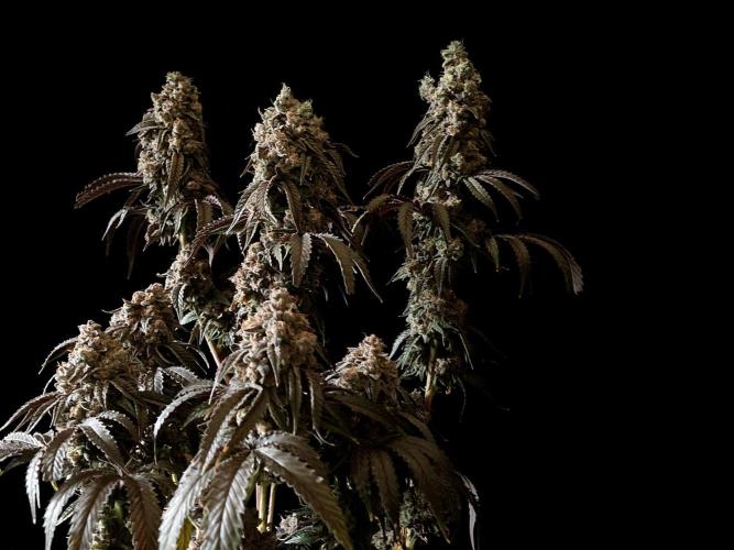 3M 🍋 Black Lemon. Week 20