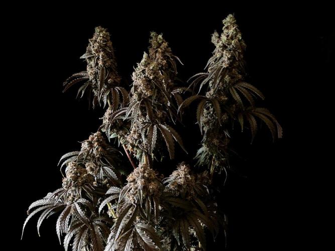 3M 🍋 Black Lemon. Week 20