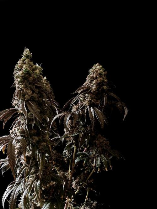 3M 🍋 Black Lemon. Week 20