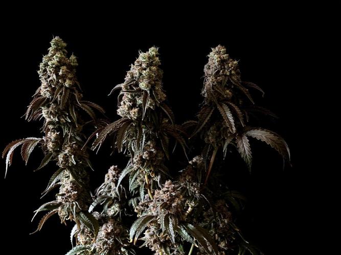 3M 🍋 Black Lemon. Week 20