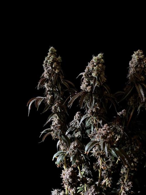 3M 🍋 Black Lemon. Week 20