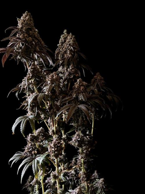 3M 🍋 Black Lemon. Week 20