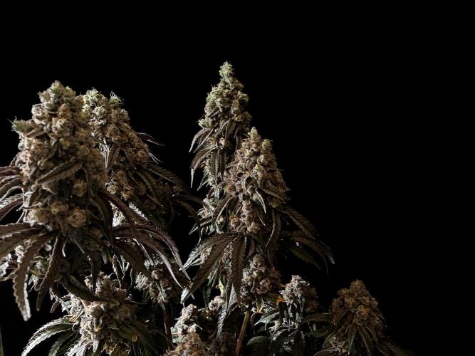 3M 🍋 Black Lemon. Week 20