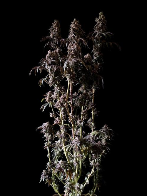 3M 🍋 Black Lemon. Week 20