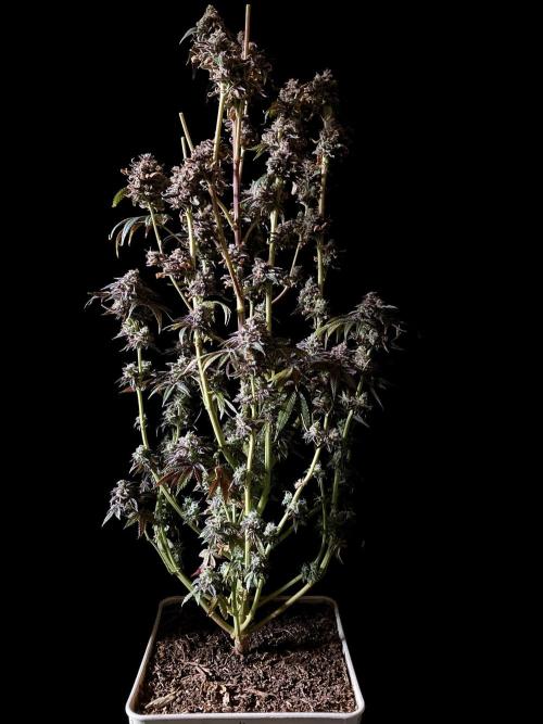 3M 🍋 Black Lemon. Week 20