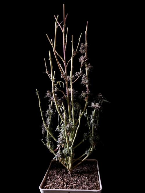 3M 🍋 Black Lemon. Week 20