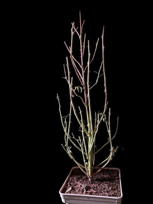 3M 🍋 Black Lemon. Week 20