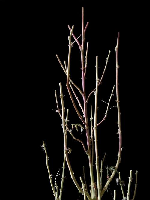 3M 🍋 Black Lemon. Week 20