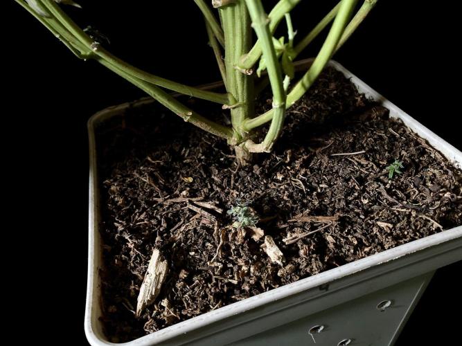 3M 🍋 Black Lemon. Week 20