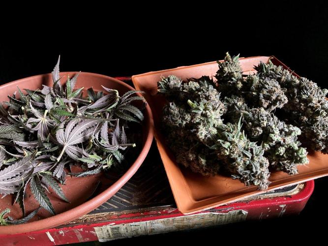 3M 🍋 Black Lemon. Week 20