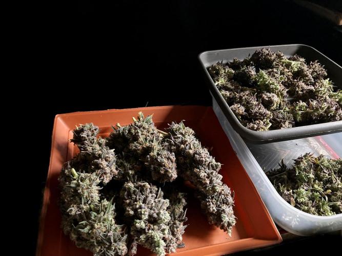 3M 🍋 Black Lemon. Week 20