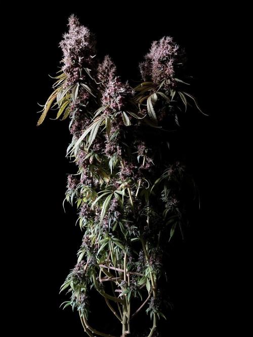 3M 🔻 Mendocino Purple Kush. Week 18