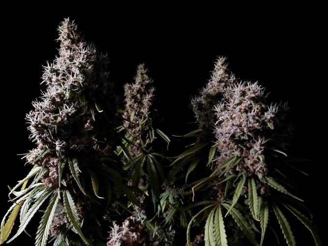 3M 🔻 Mendocino Purple Kush. Week 18