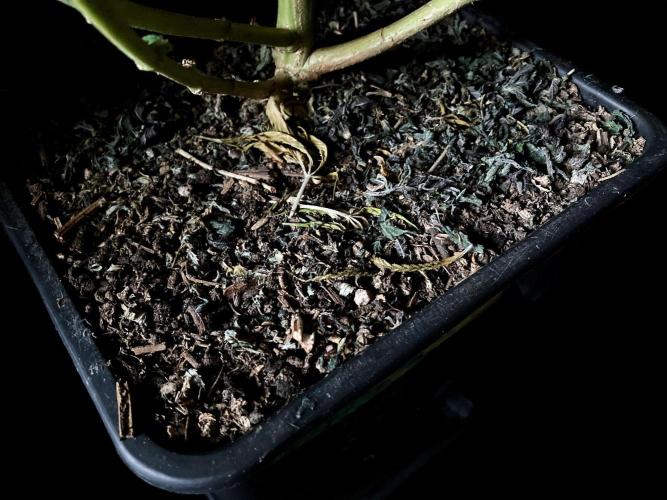 3M 🔻 Mendocino Purple Kush. Week 18