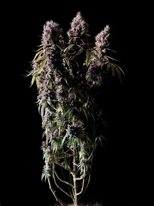 3M 🔻 Mendocino Purple Kush. Week 18