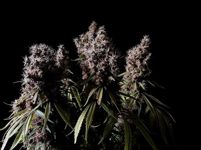 3M 🔻 Mendocino Purple Kush. Week 18