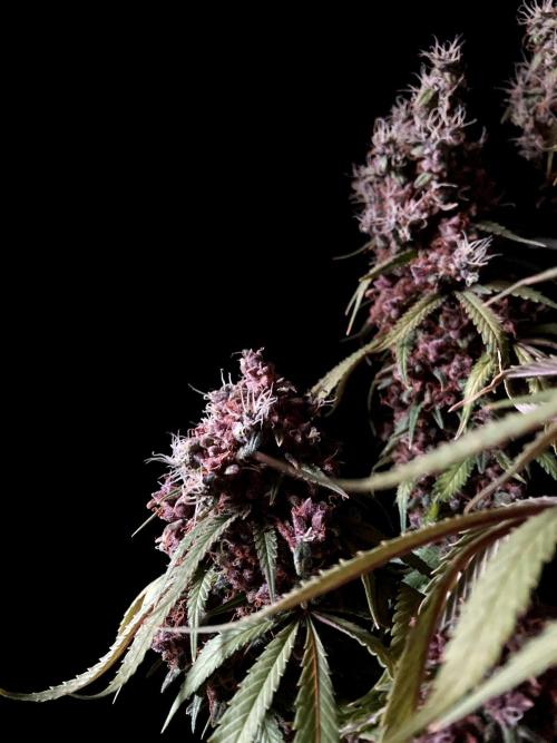 3M 🔻 Mendocino Purple Kush. Week 18