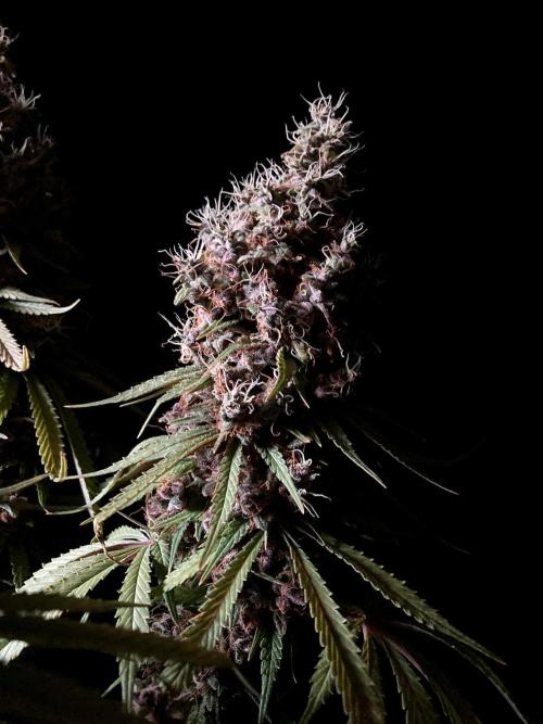 3M 🔻 Mendocino Purple Kush. Week 18