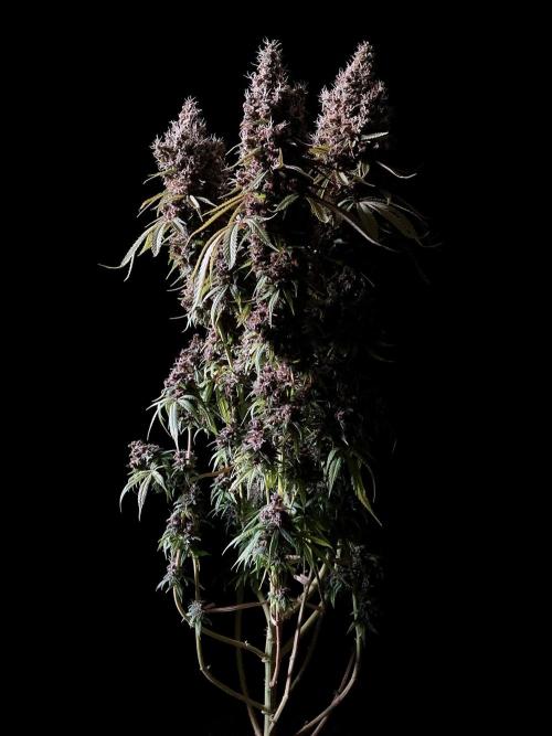 3M 🔻 Mendocino Purple Kush. Week 18