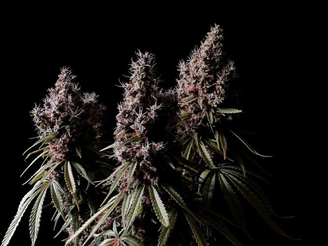 3M 🔻 Mendocino Purple Kush. Week 18