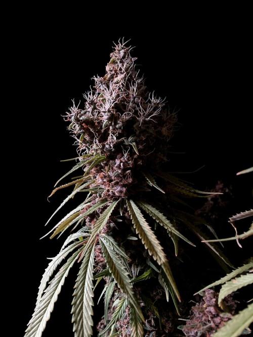 3M 🔻 Mendocino Purple Kush. Week 18